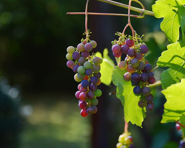 grapes g159e33053 640