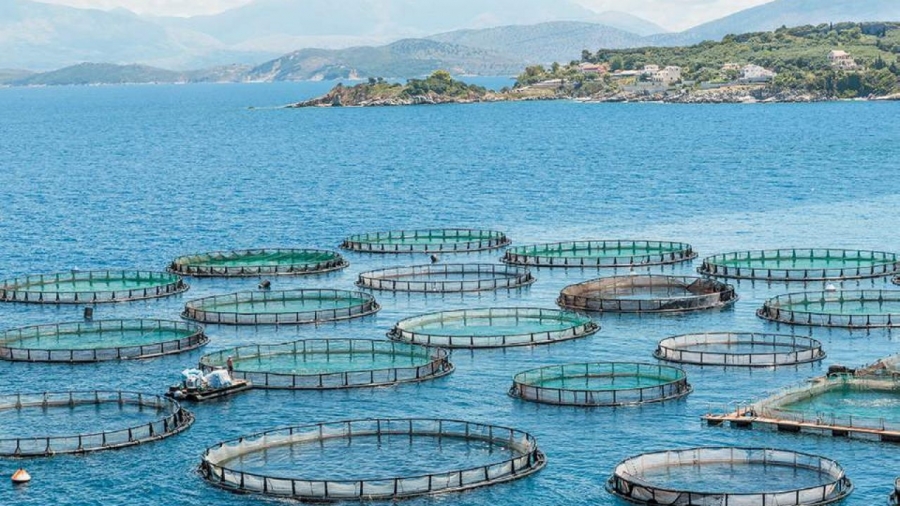 Σταδιακή ανάκαμψη στο HoReCa για την Avramar – Συνεχίζονται οι διακυμάνσεις στις τιμές